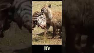 Brutal! Hyenas tear apart Zebra #shorts