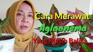 Cara Merawat Aglaonema Yang Masih Kecil.