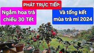 Phát trực tiếp: Ngắm hoa trà chiều 30 Tết và tổng kết mùa trài 2024