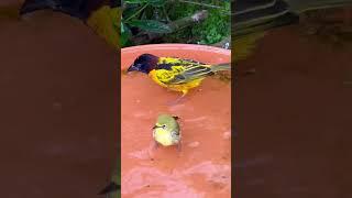 Village weaver male and senegal white eye bathing