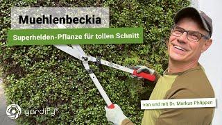 Die Superhelden-Pflanze: Mühlenbeckia richtig pflegen und schneiden. So machst Du es richtig