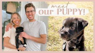 BRINGING HOME OUR PUPPY | meet our 10 week old rescue pup! 