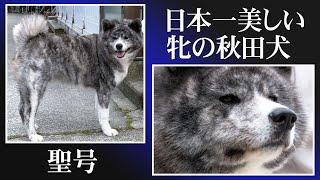 日本一美しい牝の秋田犬「聖号」