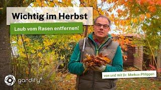 Laub entfernen oder liegen lassen? Tipps für den Herbst im Garten