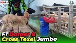 16 EKOR F1 DORPER DAN CROSS TEXEL JUMBO OTW KE KEDIRI