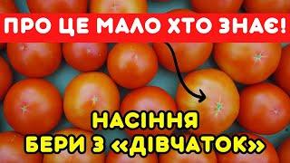 Та під «кришкою» - будуть САМІ ВРОЖАЙНІ. Як збираю НАСІННЯ ТОМАТІВ - продуктивних, СТІЙКІХ ДО ХВОРОБ