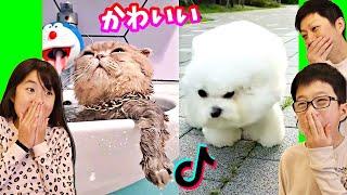 かわいい動物に癒されたい かほせい Reacts