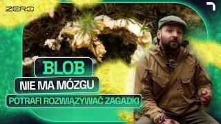 ZNAJDZIESZ JE W POLSKIM LESIE. CZYM SĄ ŚLUZOWCE I DLACZEGO SĄ TAKIE NIESAMOWITE? | GATUNEK ZERO #43