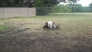 Mom Dog Regurgitates Food for Puppies