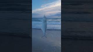 Catching Bluefish at Playalinda Beach!