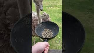 Common Ostrich - Live Animal Feeding - Ostrich Feeding