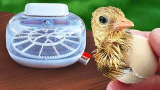 Day 1 to Day 25 hatching exotic pheasants | Nurture Right 360 Incubator