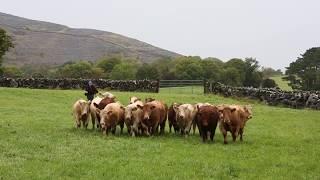 Progressive suckler farming in the heart of Burren