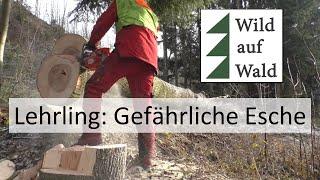 Fällung: Extremer Seithänger, dürre Esche - mit Husqvarna 572 XPG #wildaufwald