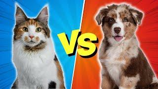 Cats vs. Dogs: Which Pet is Best for You? (10 Differences)