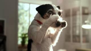 tutti.ch - Hund - Deutsch 2015