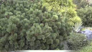 Pinus mugo Mugo pine