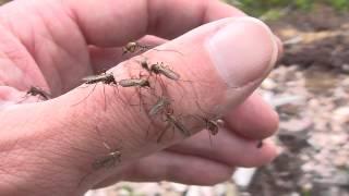 Mosquito summer in Swedish Lapland