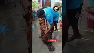 Washing To Tibetan Mastiff For #Aditya#Dog#Point #Short #Video