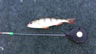 Ice Fishing Perch Рыбалка ловля окуня подводная съёмка 2016.02.05