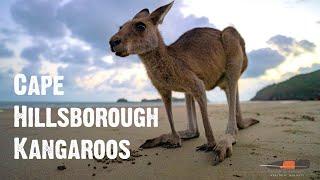 Cape Hillsborough Kangaroos (4K) --- kangaroos on beach at sunrise, Queensland