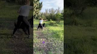 Первая тренировка по поиску людей #собакадругчеловека #дрессировкасобак #собака #бельгийскаяовчарка