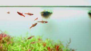 Planted Aquarium Chili Rasbora - Relaxing Video