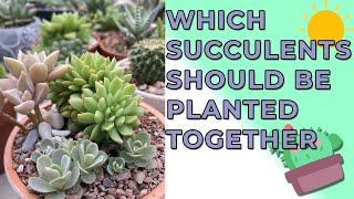 Which Succulent Plants Should Be Planted Together/ Companion Planting For Succulents