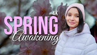 Cinematic Cherry Blossoms in Canada | Spring Video | Shot on iPhone 14 Pro Max.