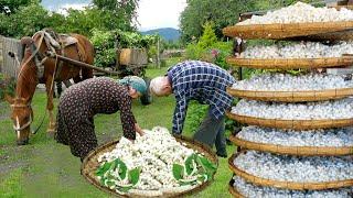 SILKWORM farming in Azerbaijan Village | How to Produce Silk