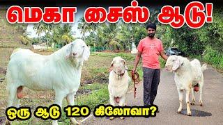 120 கிலோ பிரமிக்க வைக்கும் தலைச்சேரி கிடா |  Mega Size Goat | Vinayaga Goat Farm