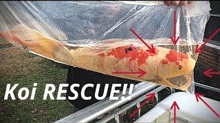 JUMBO KOI! | Rescuing 6 18 Year old JUMBO Koi | In 4K