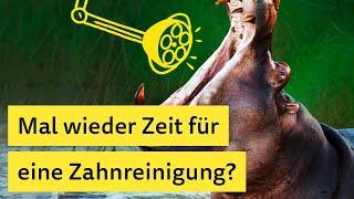 Mal wieder Zeit für eine Zahnreinigung? Die ARAG Zahnzusatzversicherung.