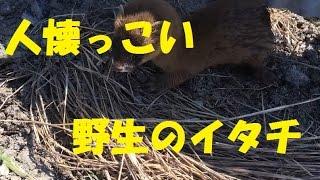 人懐っこいイタチと遭遇・Mustela furo