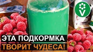 Лучшая подкормка для МАЛИНЫ! Уникальный рецепт ЗЕЛЕНОГО РАСТВОРА