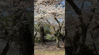 さくらの広場　水前寺成趣園