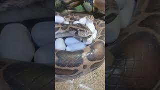 अजगर सांप अंडों देते हुए।#snake #jungle #wildlife #shorts #viral #shortfeed #anaconda