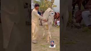 Beautiful ghoda dance short video||#animals #amazing #nice dance