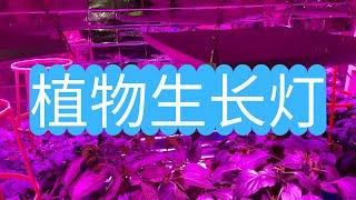 怎样选择植物生长灯，普通LED灯可以吗？实际使用经验分享。