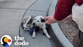 They Just Got This Abandoned Dog's Owner On The Phone | The Dodo