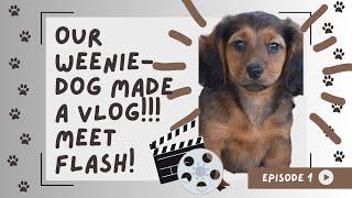 Our weenie dog made a VLOG! Adventures of Flash PT 1 #petvideos #petsofyoutube #weinerdog #hilarious