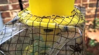 [Big Bag Fly Trap] How to Catch Every Fly in the Neighborhood