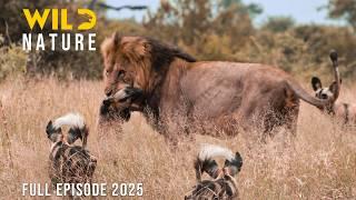 WILD DOGS VS LIONS | Clash of Predators on the Savannah | Animal documentary