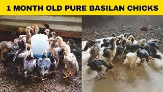 1 month old pure basilan chicks