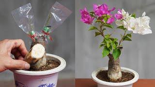 Pair Multi-Colored Bougainvillea With A Super Fast And Efficient Flowering Banana