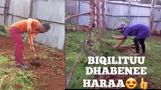 haraa #Biqilituu#dhabanee#Lamii walinii wawa#ElsaGadoTube