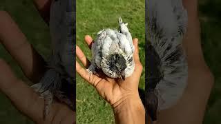 Kabutar Magical Growth Video  #trending #shorts #pigeon