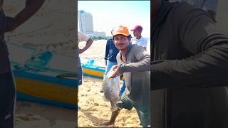 Unbelievable fishing & fish catching skill in negombo , woow !! #shorts