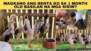 Magkano ang benta ko sa 1 month old basilan na mga sisiw?