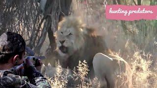 Zero distance between hunter and lion